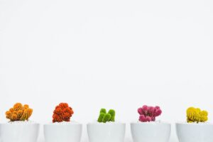 Colourful cacti in a row against a white background.
